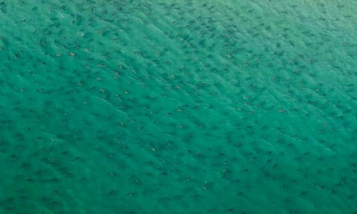 Hàng nghìn cá mập di cư đen kịt bờ biển Mỹ