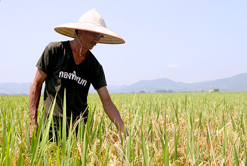 Nông dân Hà Tĩnh 'khóc ròng' vì bệnh lúa lép hạt lan rộng