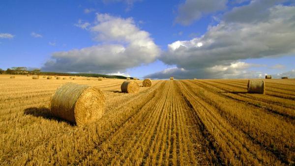 Ukraine là quốc gia duy nhất tại châu Âu cấm bán đất nông nghiệp.
