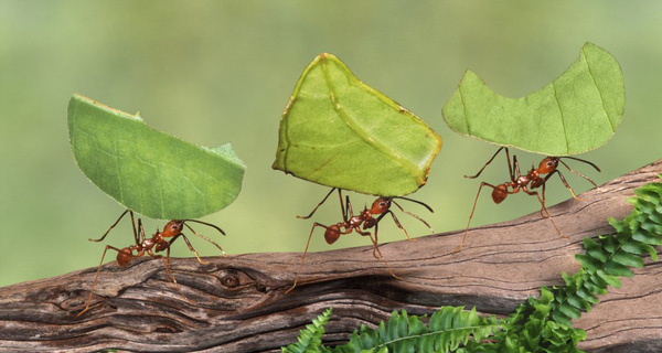 Sống ở bên này giống đi tu