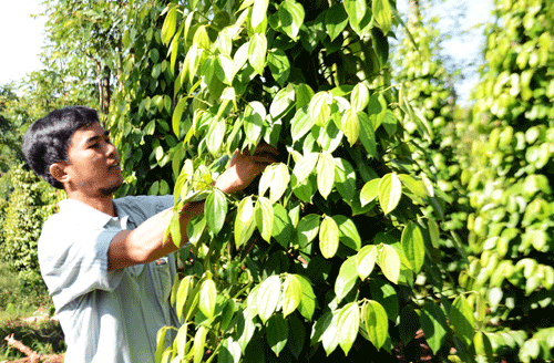 Tiêu rớt giá, nông dân bán nhà trả nợ