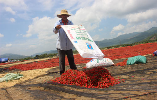 Ớt 50 ngàn/kg mất giá còn 2 ngàn: Lại do Trung Quốc