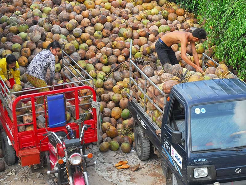 Bí thư Bến Tre 'đau' vì xứ dừa phải nhập... dừa