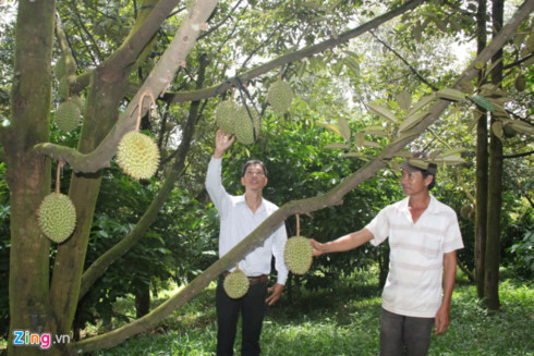 Giá sầu riêng tăng kỷ lục, nông dân lập chòi canh trộm