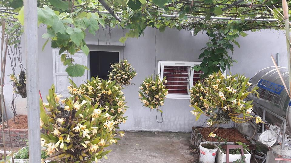 'Siêu nông dân ruộng bê tông': 35m2 sân thượng thu 2 tạ nho