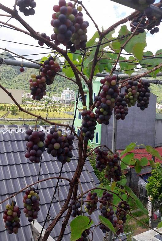 'Siêu nông dân ruộng bê tông': 35m2 sân thượng thu 2 tạ nho