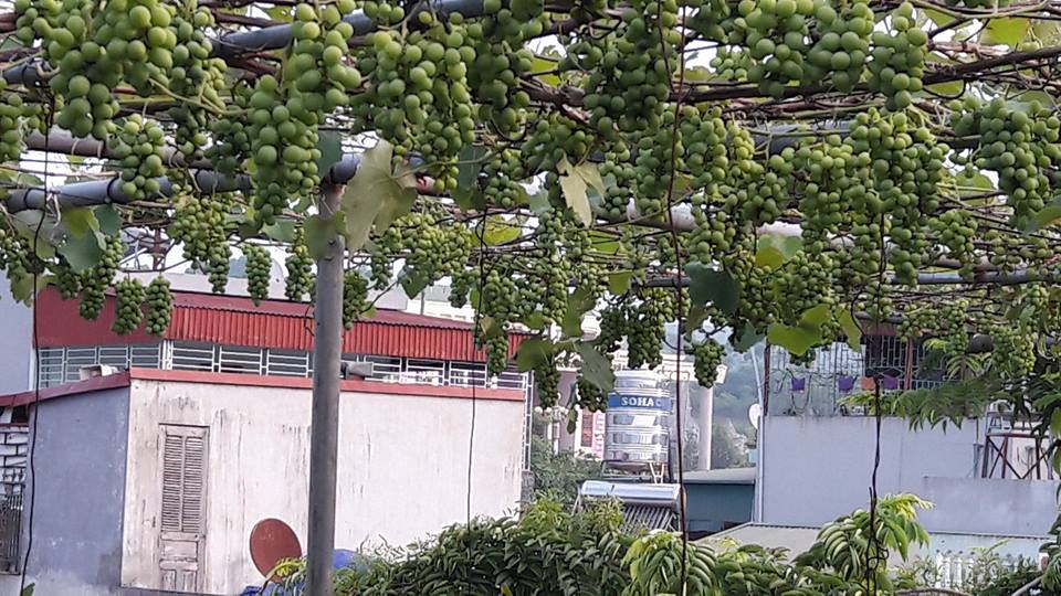'Siêu nông dân ruộng bê tông': 35m2 sân thượng thu 2 tạ nho