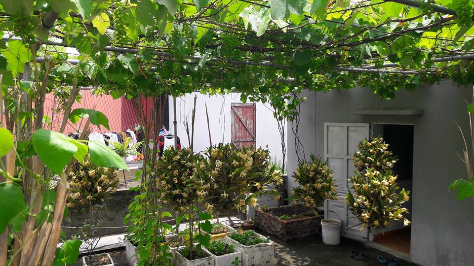'Siêu nông dân ruộng bê tông': 35m2 sân thượng thu 2 tạ nho