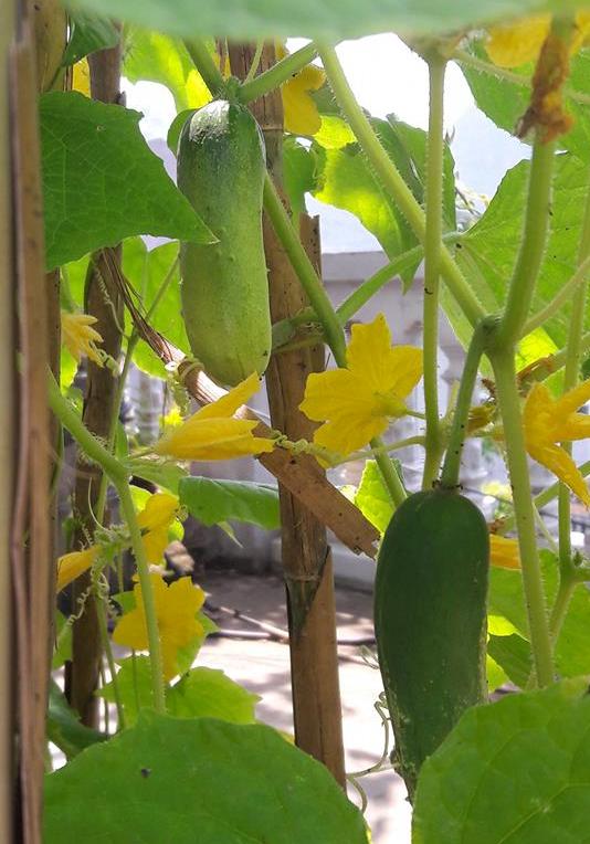 'Siêu nông dân ruộng bê tông': 35m2 sân thượng thu 2 tạ nho