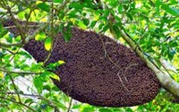 Nghệ An: 14 người nhập viện vì bị ong rừng tấn công