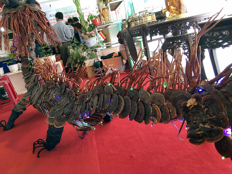Nấm lim xanh 'rồng' khổng lồ hình giá 100 triệu hiếm có