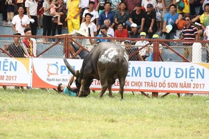 Chủ trâu chọi Đồ Sơn đã tử vong