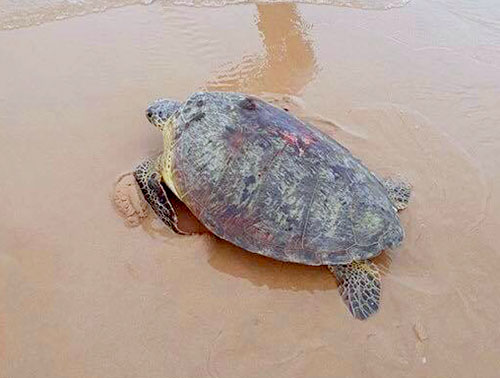 Thả rùa quý hiếm nặng 50 kg về biển