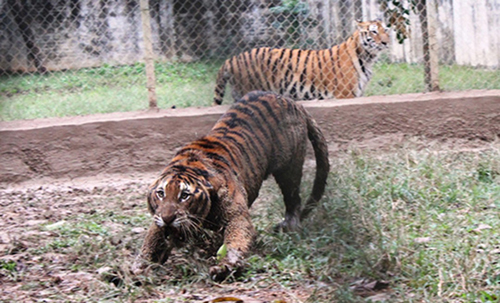Đề xuất chuyển giao 11 con hổ ở Thanh Hoá cho trung tâm cứu hộ