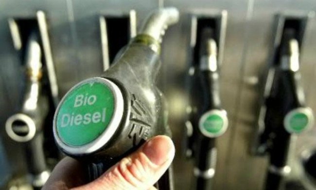 Cuba bắt đầu thí điểm sản xuất diesel sinh học từ cây cọc rào