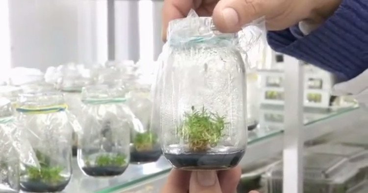 Kem chống nắng làm từ cây chịu được mùa hè Nam cực