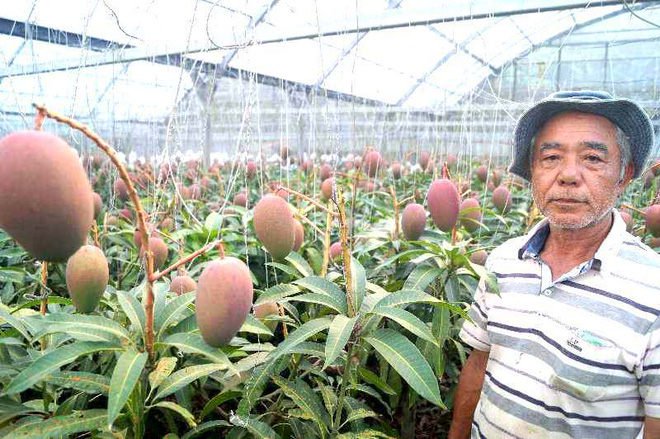 Cây xoài "vỡ kế hoạch" cho 800 quả ở Nhật