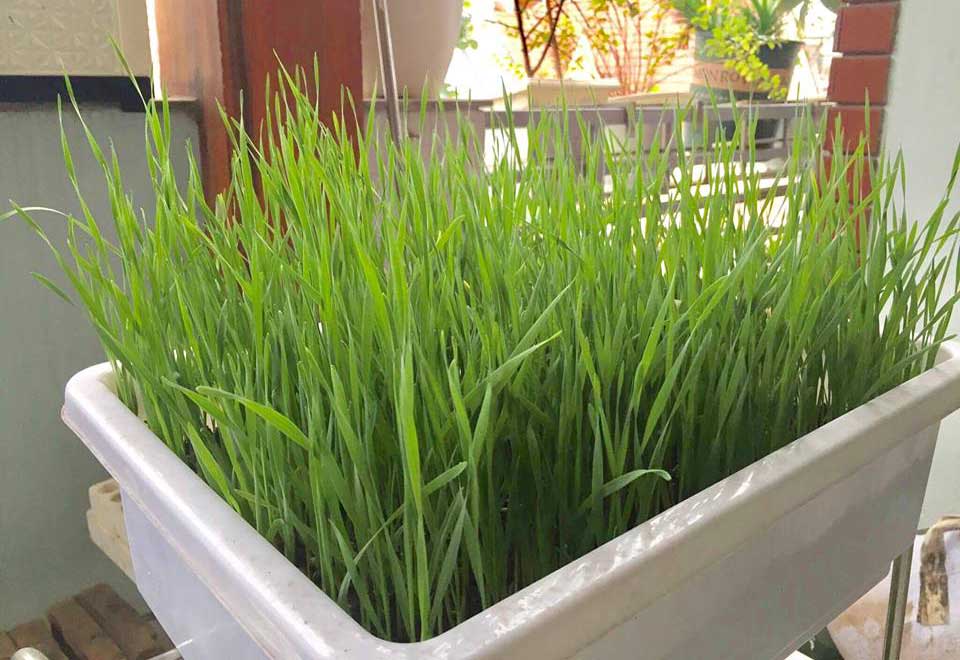 Lạ Hà thành: Trồng lúa xó nhà ép 'sữa' uống hàng ngày