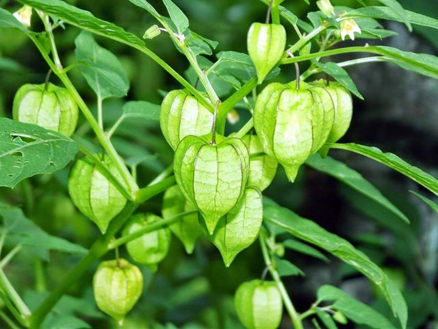 Quả dại tầm bóp giá 700.000 đồng/kg dân Việt xôn xao trồng thế nào?
