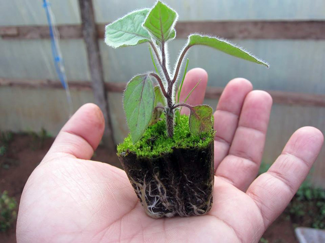 Quả dại tầm bóp giá 700.000 đồng/kg dân Việt xôn xao trồng thế nào?