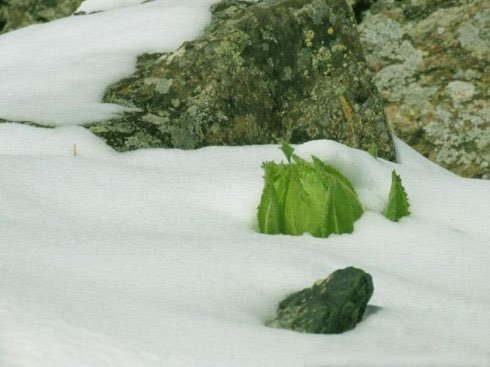 Chiêm ngưỡng hoa sen tuyết hiếm thấy tại Himalaya