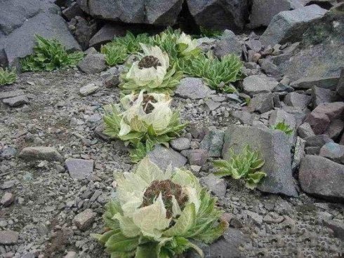 Chiêm ngưỡng hoa sen tuyết hiếm thấy tại Himalaya