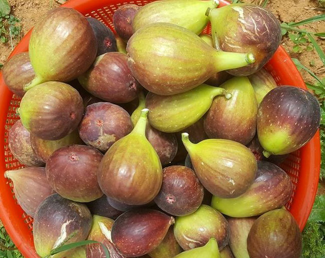 Quả sung to như trứng vịt, giá "cắt cổ" vẫn hút khách mua
