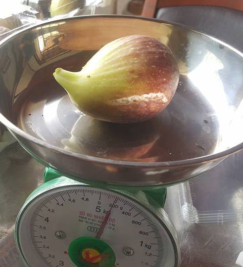 Quả sung to như trứng vịt, giá "cắt cổ" vẫn hút khách mua