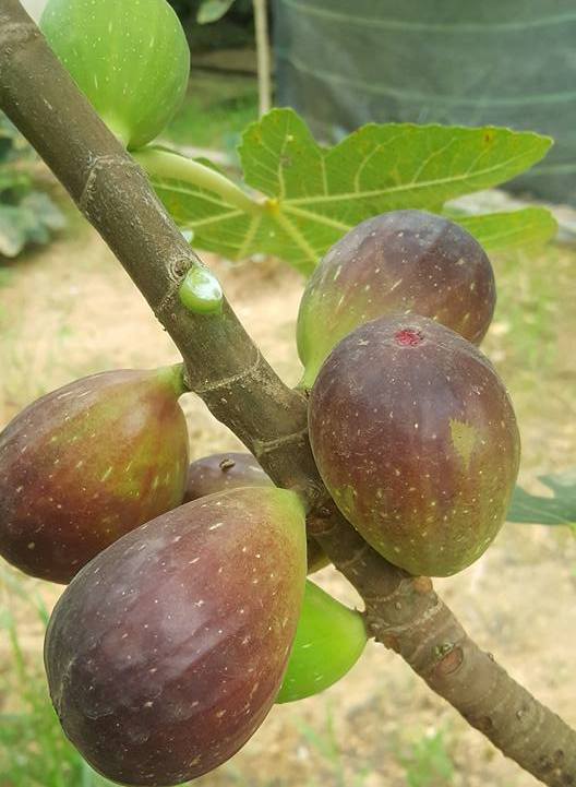 Quả sung to như trứng vịt, giá "cắt cổ" vẫn hút khách mua