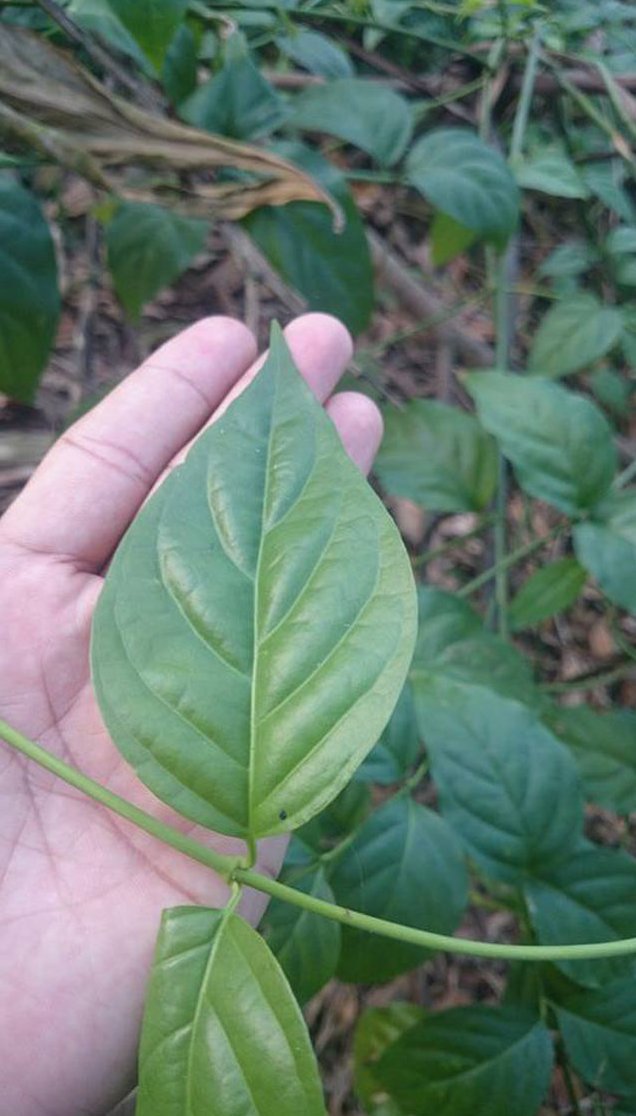 Cận cảnh loài cây “3 lá lấy một mạng người”