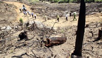 Kỷ luật 7 người vì làm mất 61ha rừng ở Bình Định