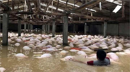 Chết đứng nhìn 4.000 con lợn chết trong nước lũ