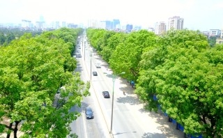 Ngày mai, Hà Nội chặt hạ, di chuyển hơn 1.000 cây xanh