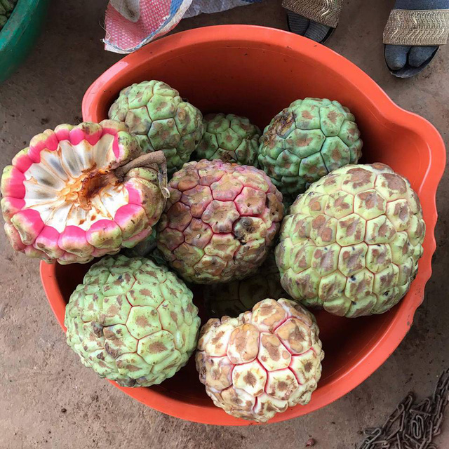 Na rừng 'khủng' nặng tới 4kg tiền triệu/quả