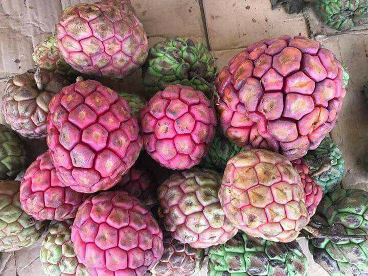 Na rừng 'khủng' nặng tới 4kg tiền triệu/quả