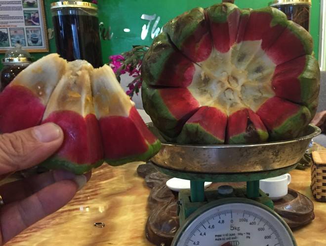 Na rừng 'khủng' nặng tới 4kg tiền triệu/quả