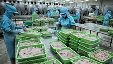 Việt Nam bị 'rút thẻ vàng', nguy cơ hải sản hết cửa vào EU