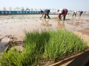 Lúa trồng trên nước biển đã cho thu hoạch ở Trung Quốc