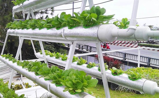 Trồng rau thu 10 triệu USD, bán chuối gom 30 tỷ đồng