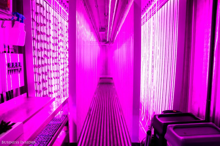Dự án trồng rau trong container giữa lòng New York của em trai Elon Musk