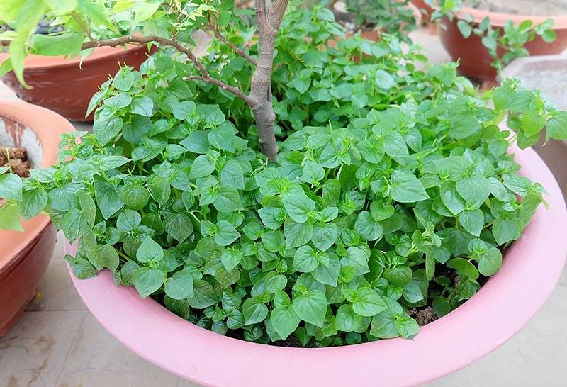 Rau dại 'thần dược' đắt hơn thịt: Dân Việt đua nhau trồng