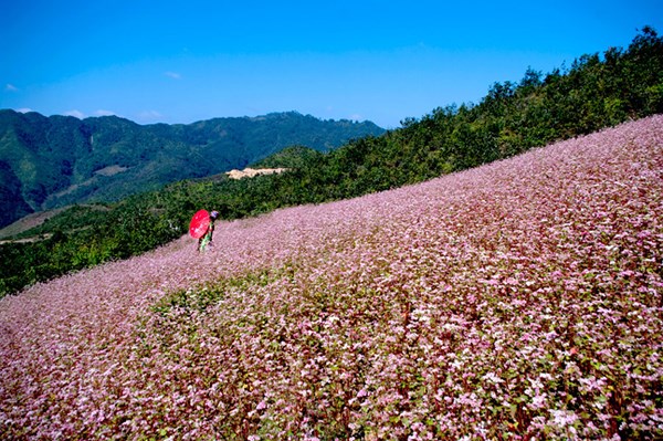 Lễ hội “Hoa Tam giác mạch” năm 2017 tại Hà Giang