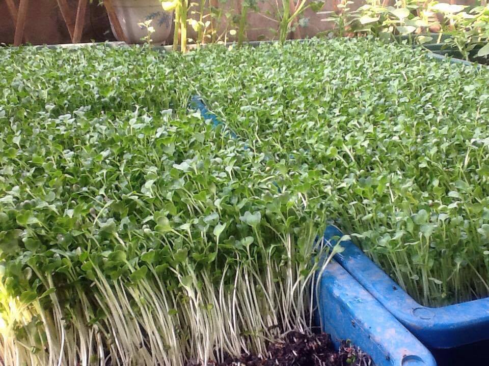 Khu vườn treo 'vạn người mê' tại tầng 4 của cô giáo Hà Nội