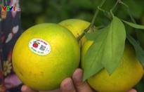 Bắc Giang gắn tem truy xuất nguồn gốc cây ăn quả