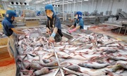 Hàng khan hiếm khiến cá tra tăng giá kỷ lục