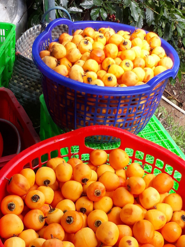 Cả làng “phất” lên nhờ làm hồng treo đặc sản