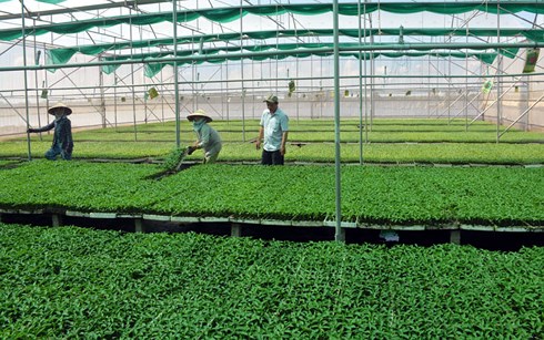 Thu tiền tỷ từ bán cây giống công nghệ cao
