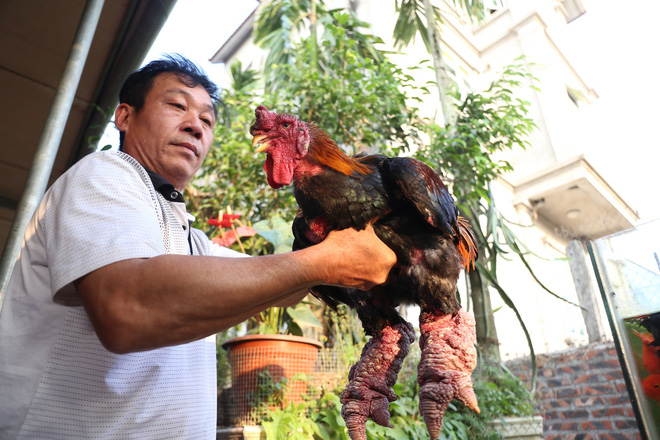 "Gà tiến vua" xuất ngoại, dân không đủ hàng để bán dịp Tết đến