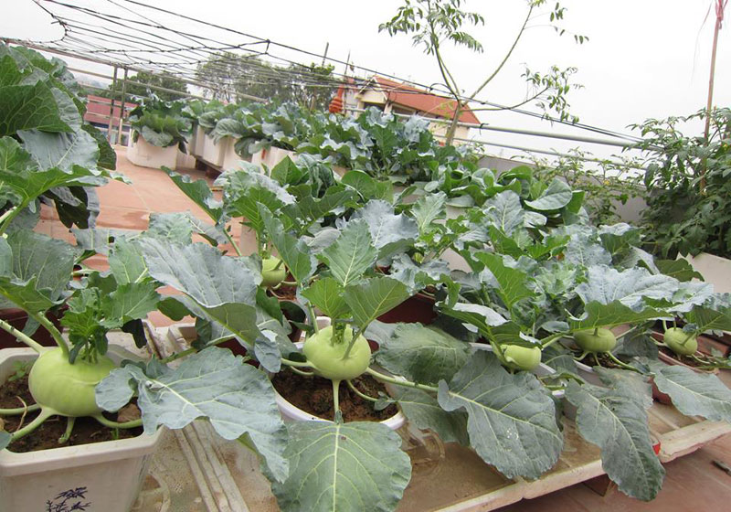 Khoai tây, bắp cải dày đặc trên mái nhà: Khu vườn hiếm có ở Hà Nội