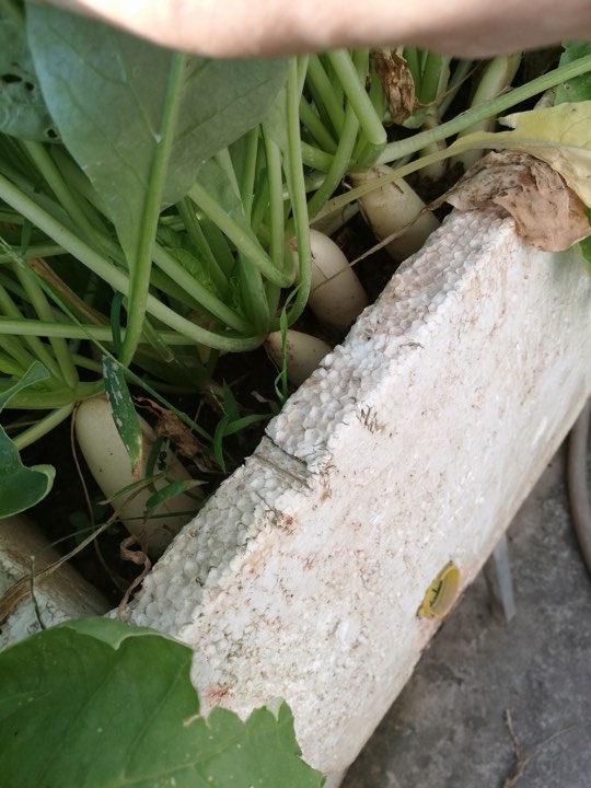 Khoai tây, bắp cải dày đặc trên mái nhà: Khu vườn hiếm có ở Hà Nội